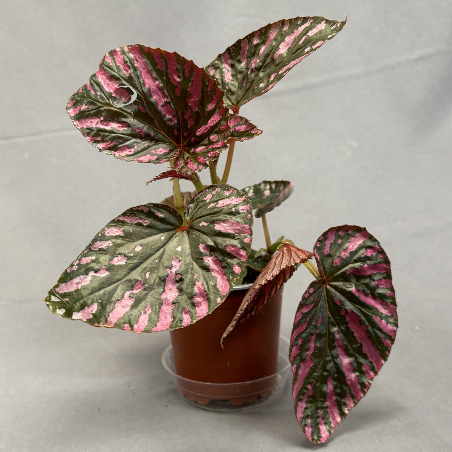 Begonia 'Exotica'