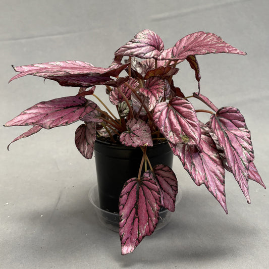 Begonia Rex 4" Pot (Assorted Colours & Patterns)