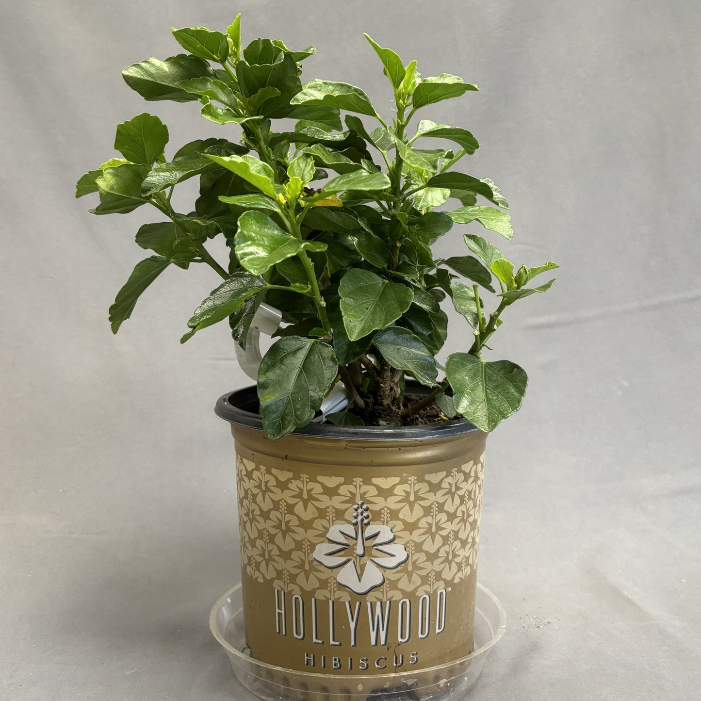 Hollywood Hibiscus Assorted 8" Pot