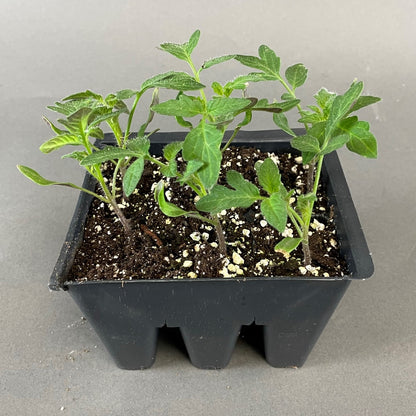 Tomato 'Early Girl'