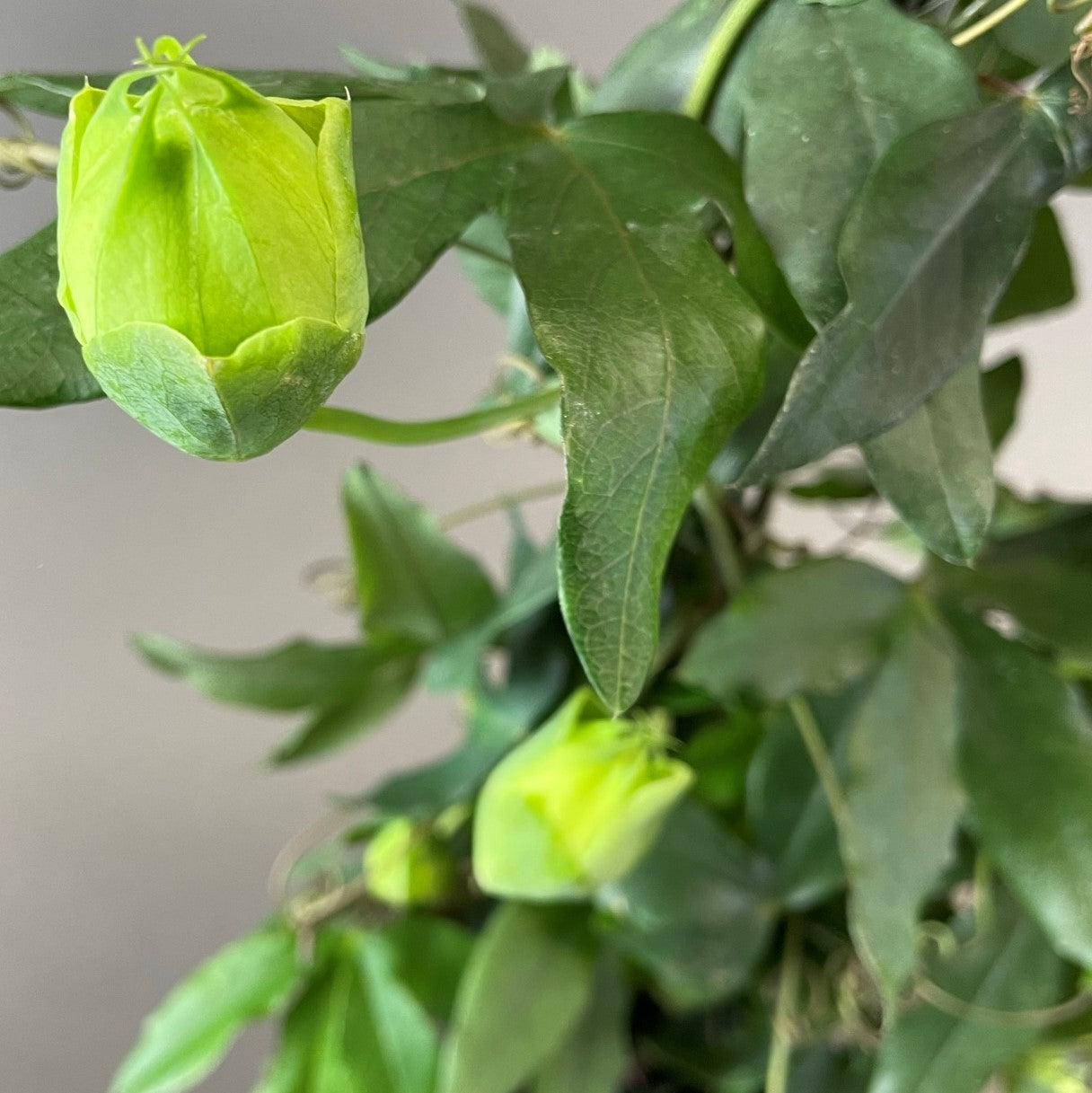 Passion Flower