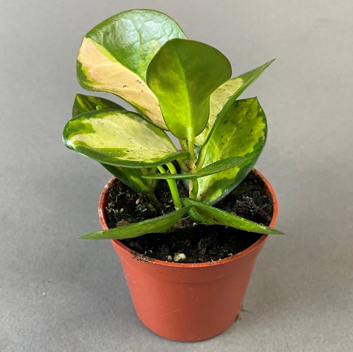 Hoya australis