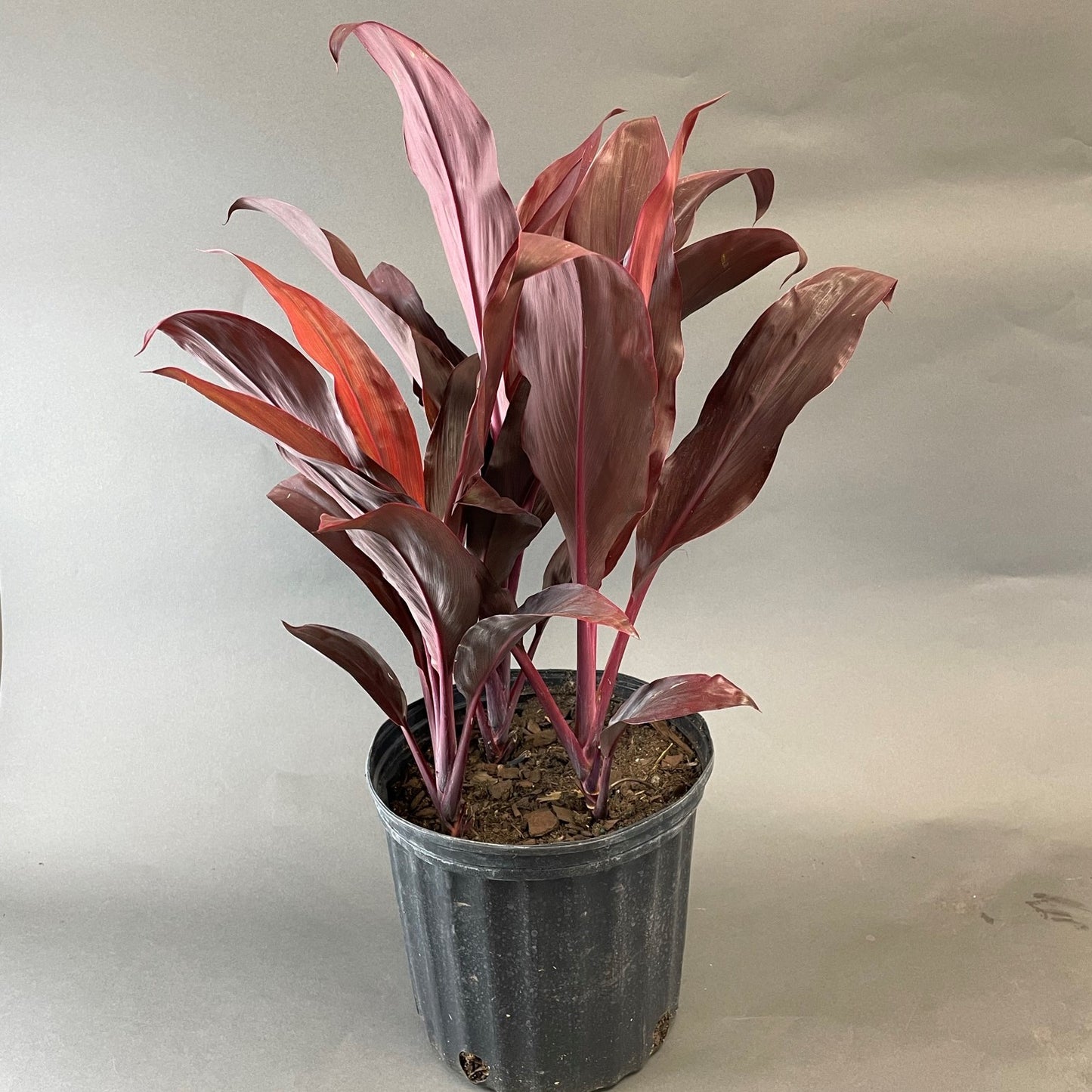 Cordyline 'Florica'