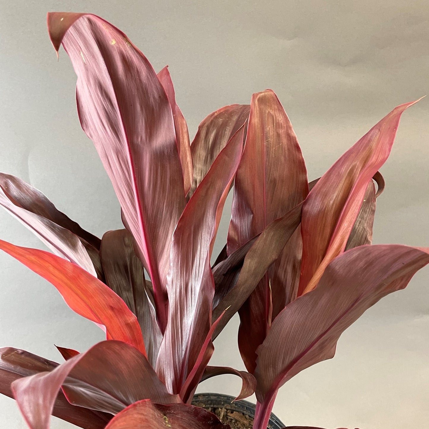 Cordyline 'Florica'