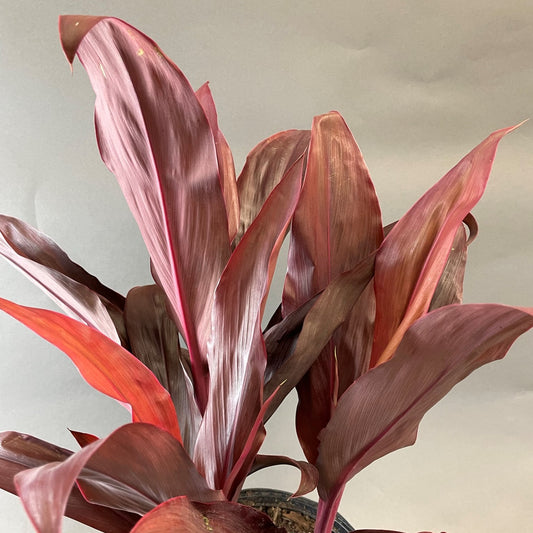 Cordyline 'Florica'