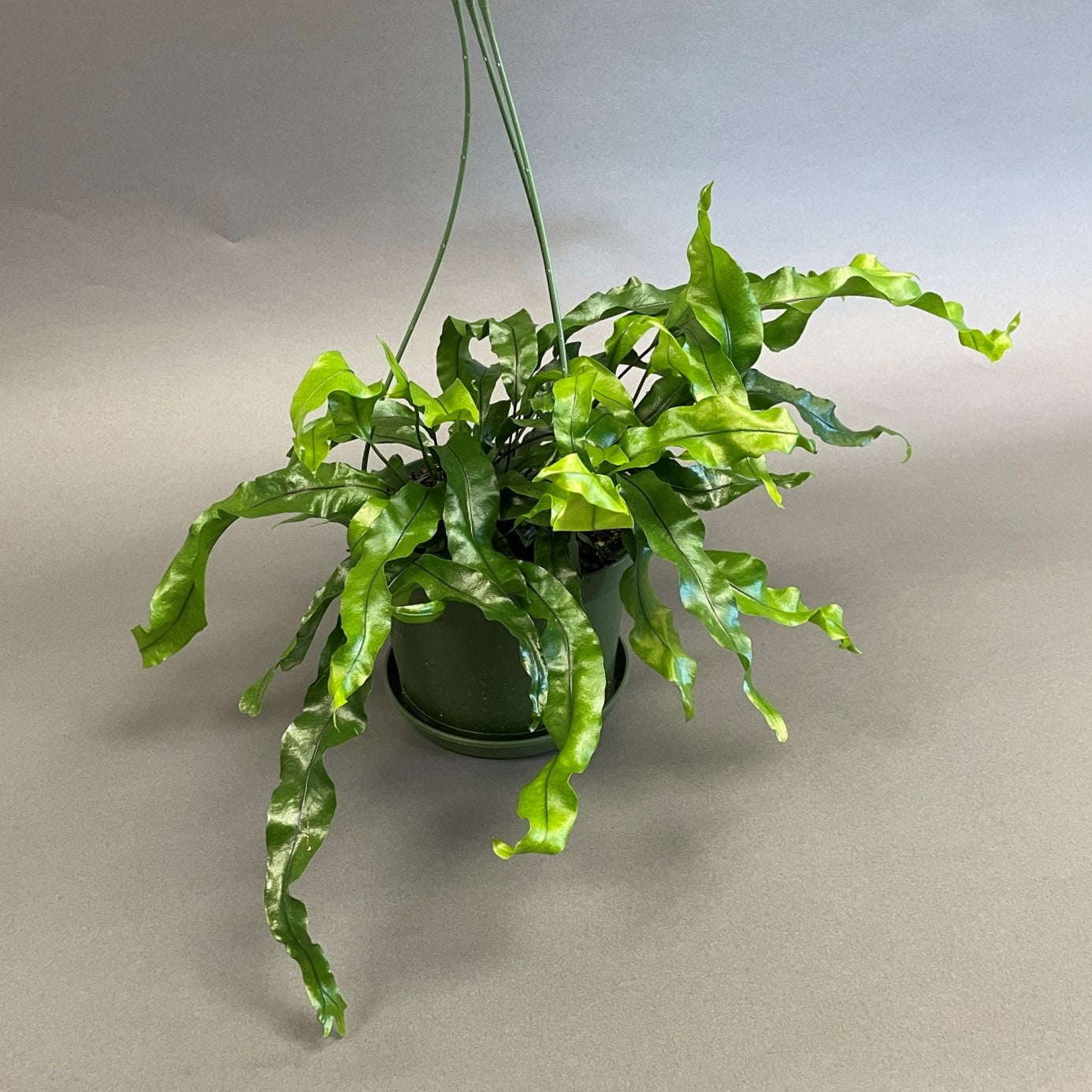 Kangaroo Fern