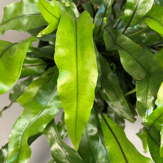 Kangaroo Fern