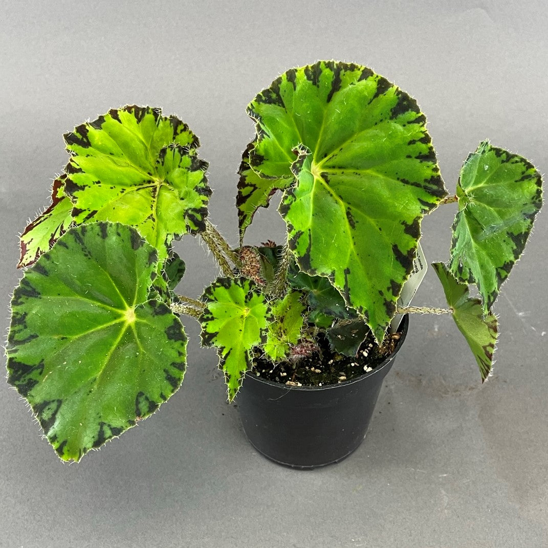 Eyelash Begonia