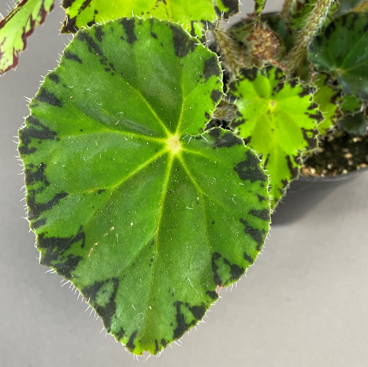 Eyelash Begonia