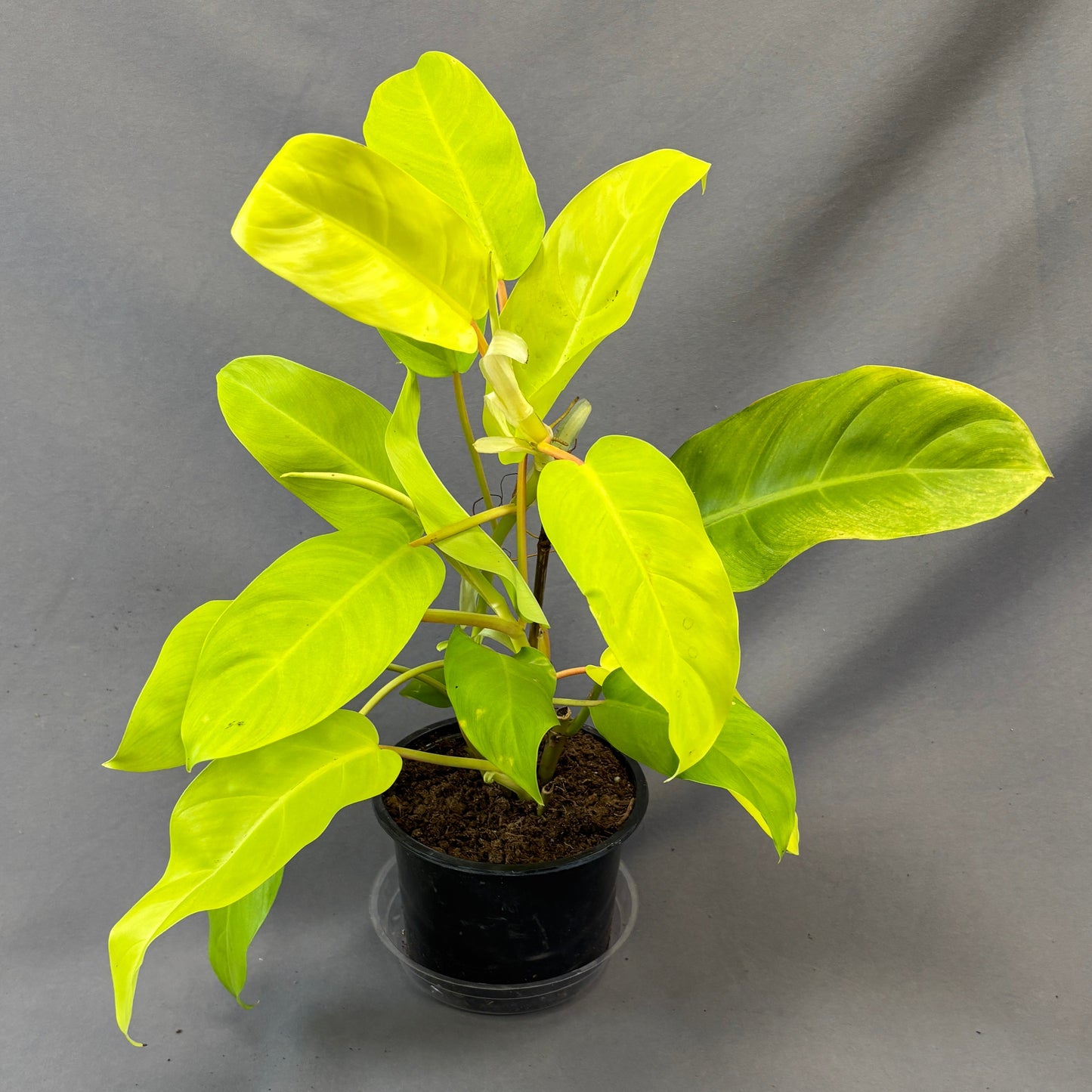 Philodendron Malayan Gold