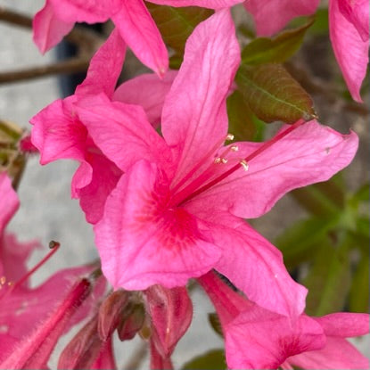 Azalea 'Rosy Lights'