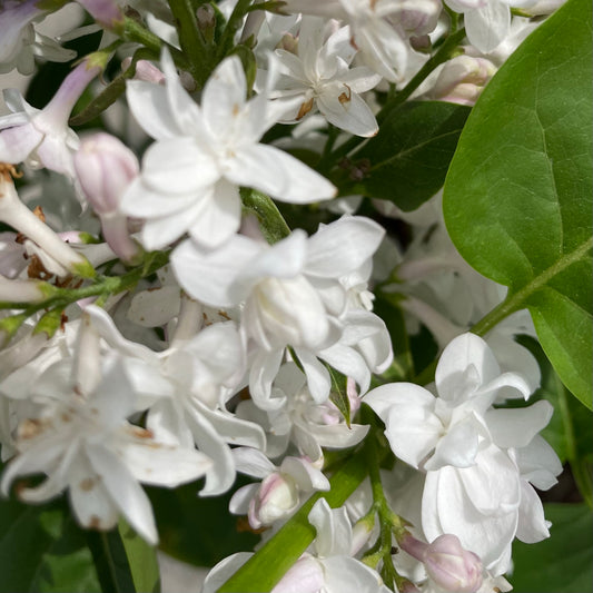 Lilac 'Beauty of Moscow'