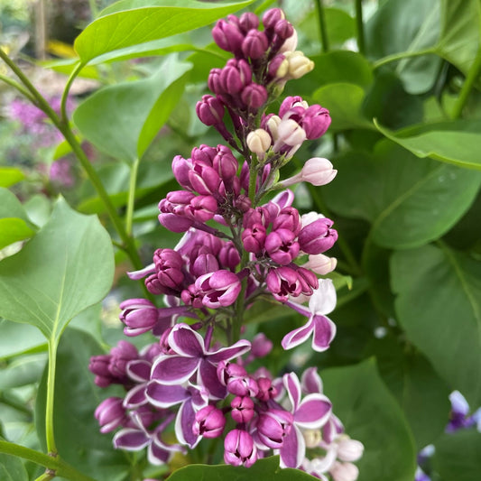 Lilac 'Sensation'