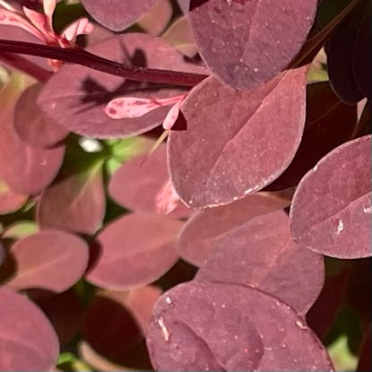 Barberry 'Rose Glow' Japanese