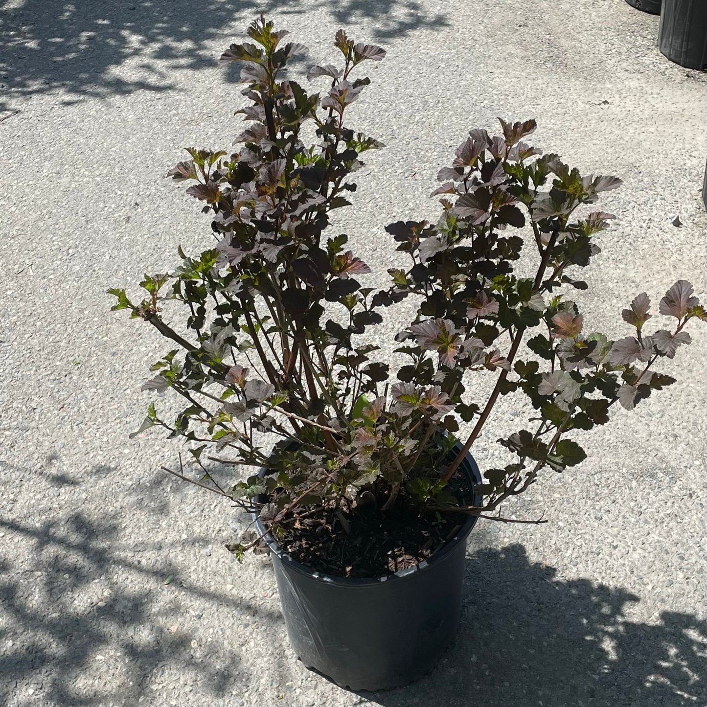 Ninebark 'Diablo'