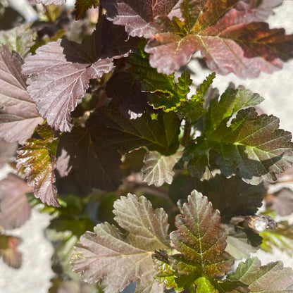 Ninebark 'Diablo'