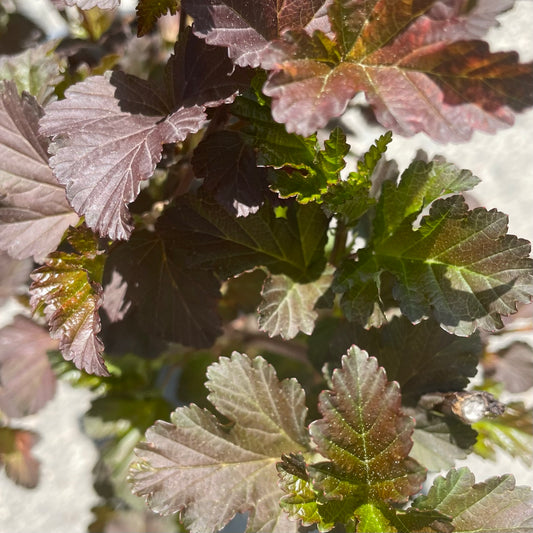 Ninebark 'Diablo'