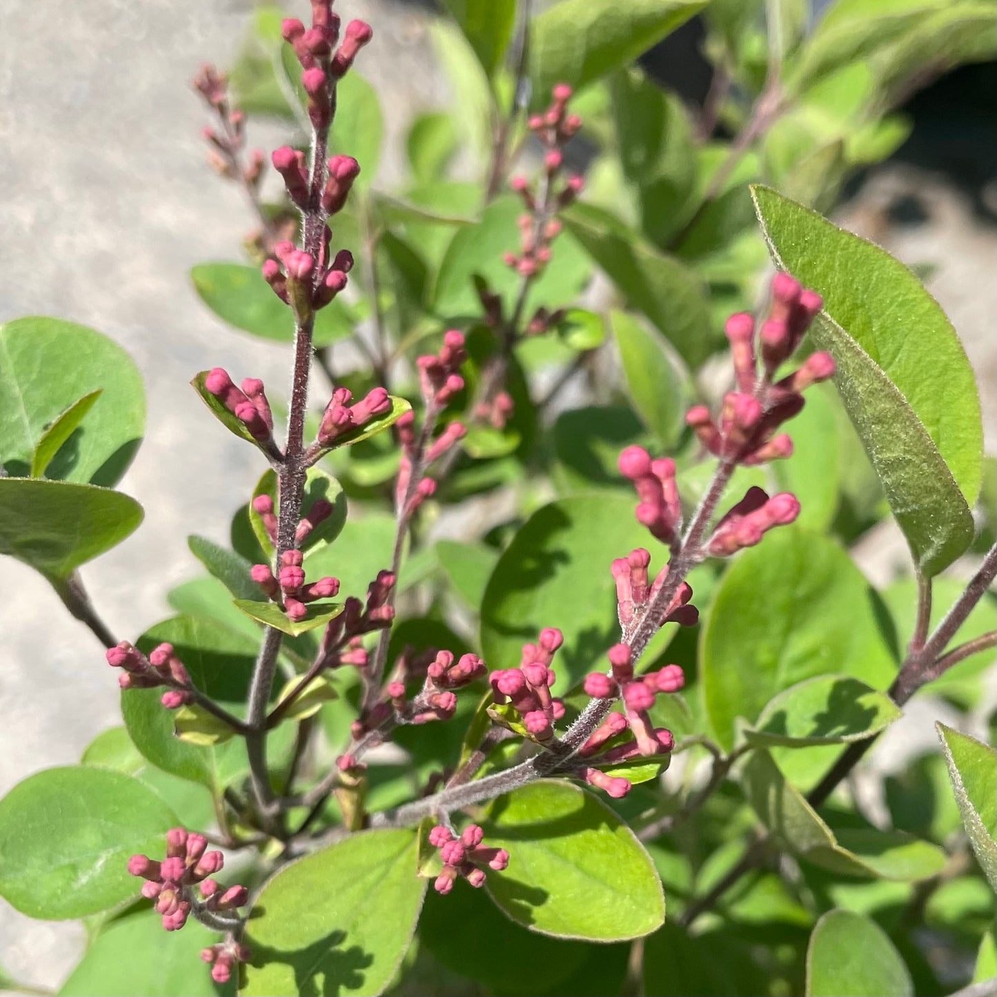 Lilac 'Tinkerbelle®'