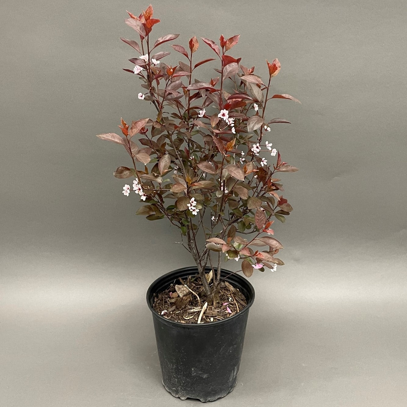 Sandcherry 'Purpleleaf'