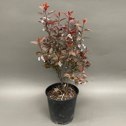 Sandcherry 'Purpleleaf'