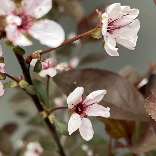 Sandcherry 'Purpleleaf'