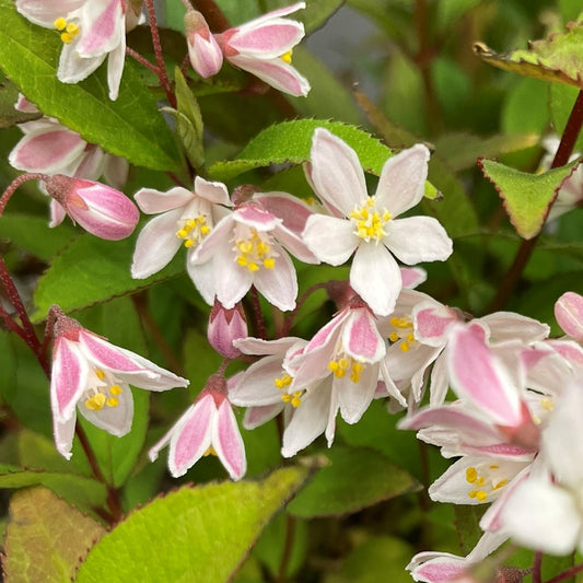 Deutzia 'Yuki Cherry Blossom'