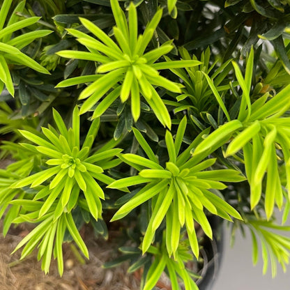 Yew Golden Japanese 1gal