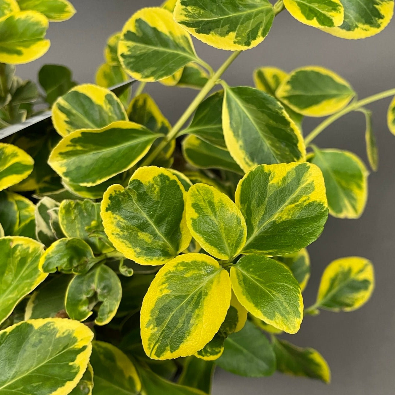 Euonymus Canadale Gold