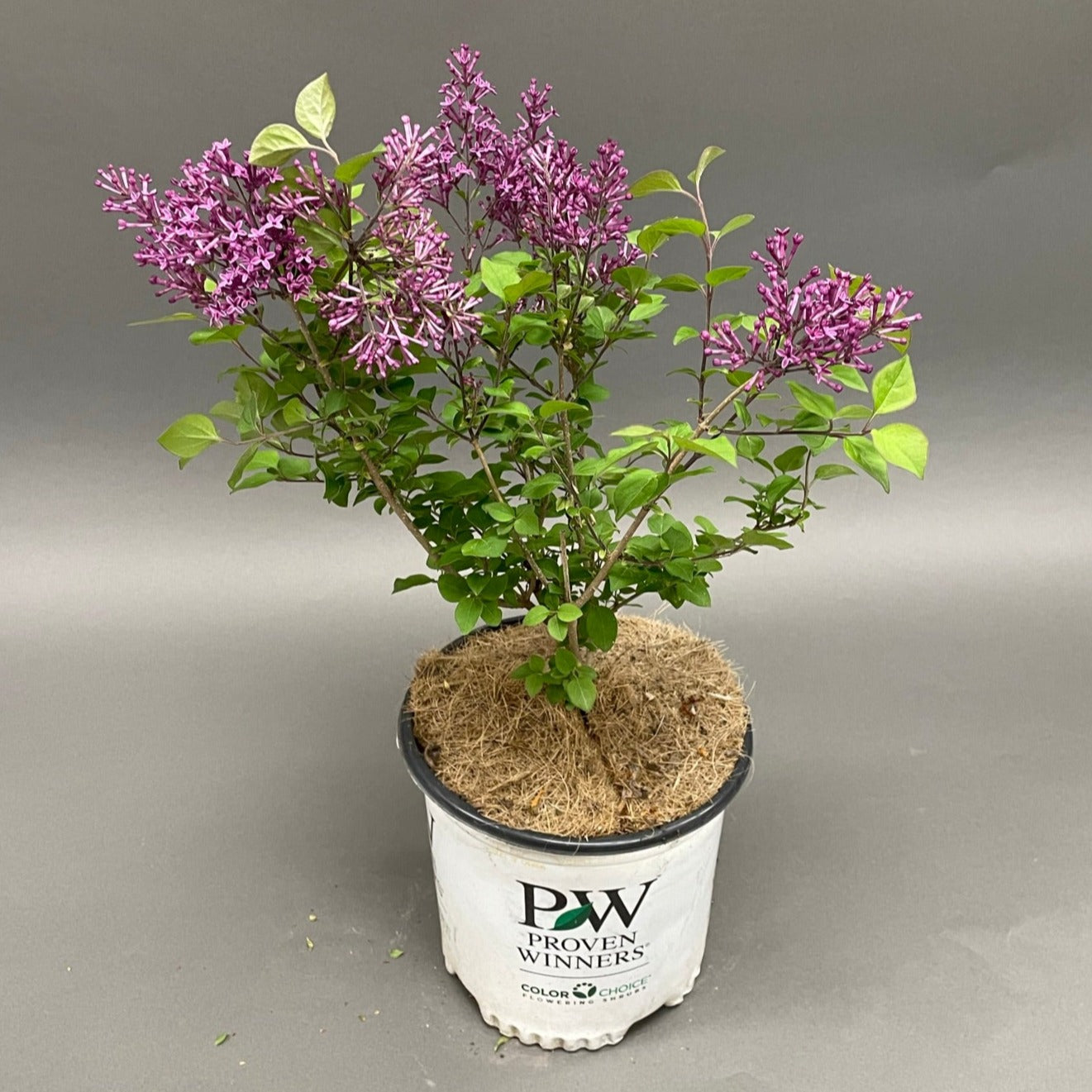 Lilac 'Bloomerang® Dark Purple'