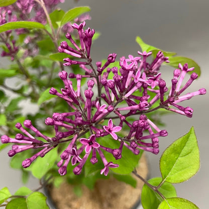 Lilac 'Bloomerang® Dark Purple'