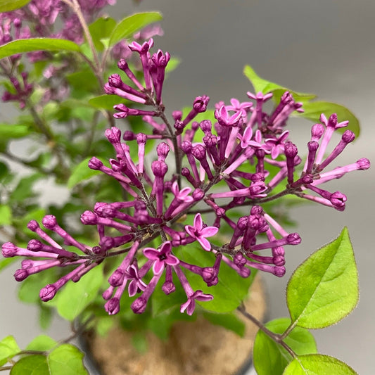 Lilac 'Bloomerang® Dark Purple'