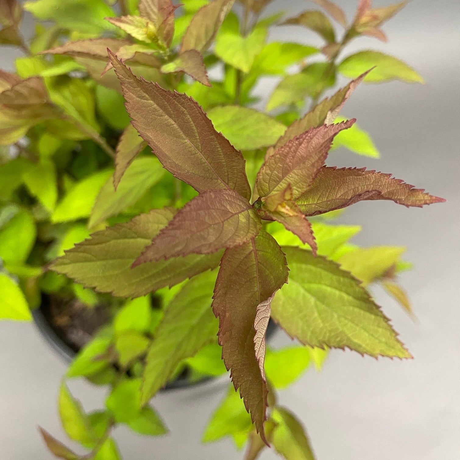 Spirea 'Double Play Doozie®'