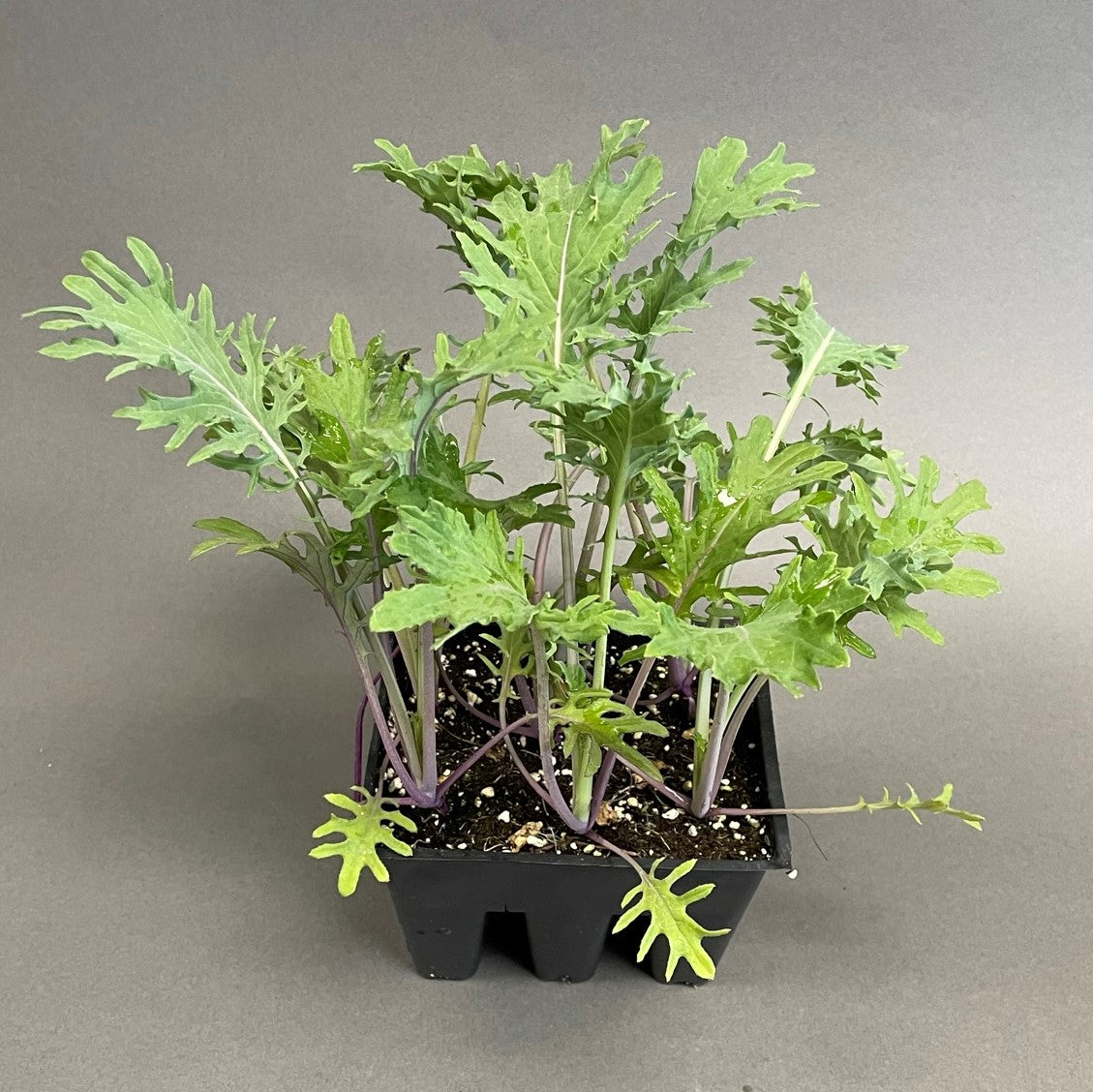 Kale 'Red Russian'