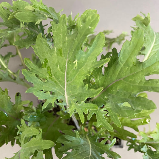 Kale 'Red Russian'