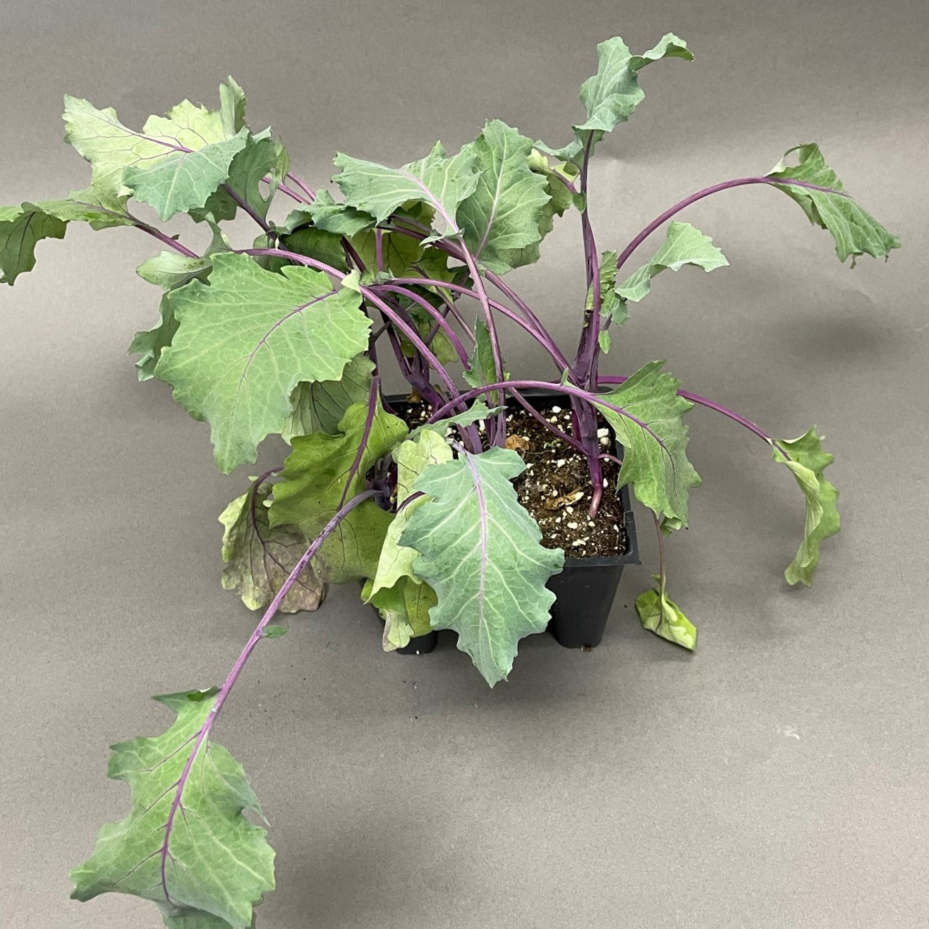 Kohlrabi 'Purple Splendor'