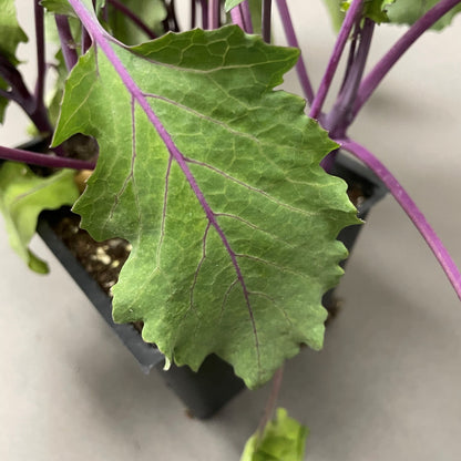 Kohlrabi 'Purple Splendor'