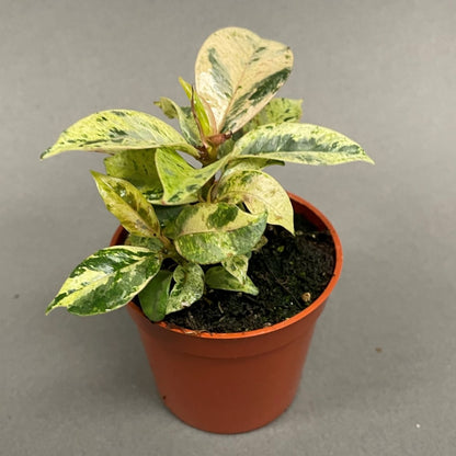 Ficus Shivereana Moonshine 2.5" Pot