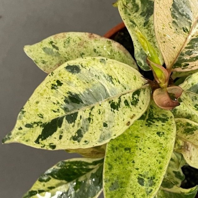 Ficus Shivereana 'Moonshine'