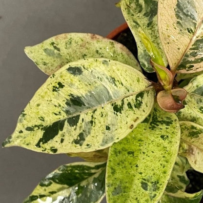 Ficus Shivereana 'Moonshine'
