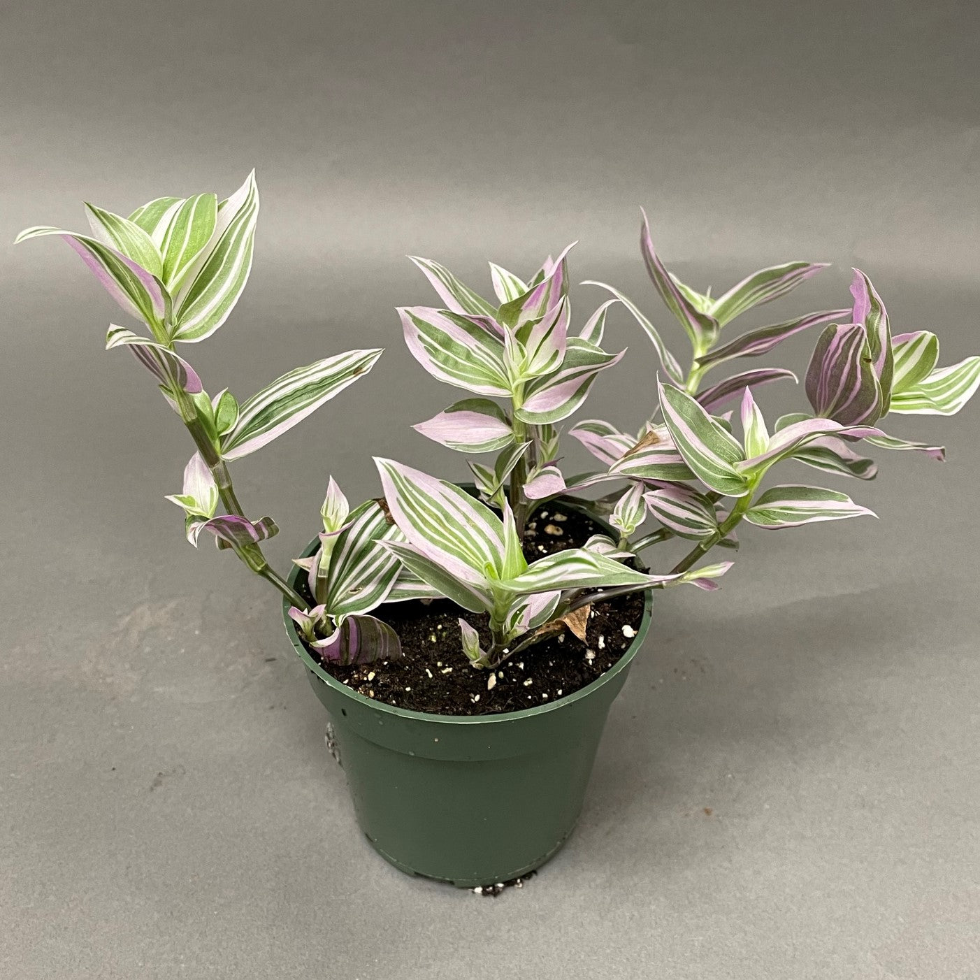 Tradescantia Lollipop 4" Pot