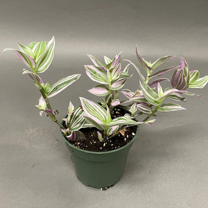 Tradescantia Lollipop 4" Pot