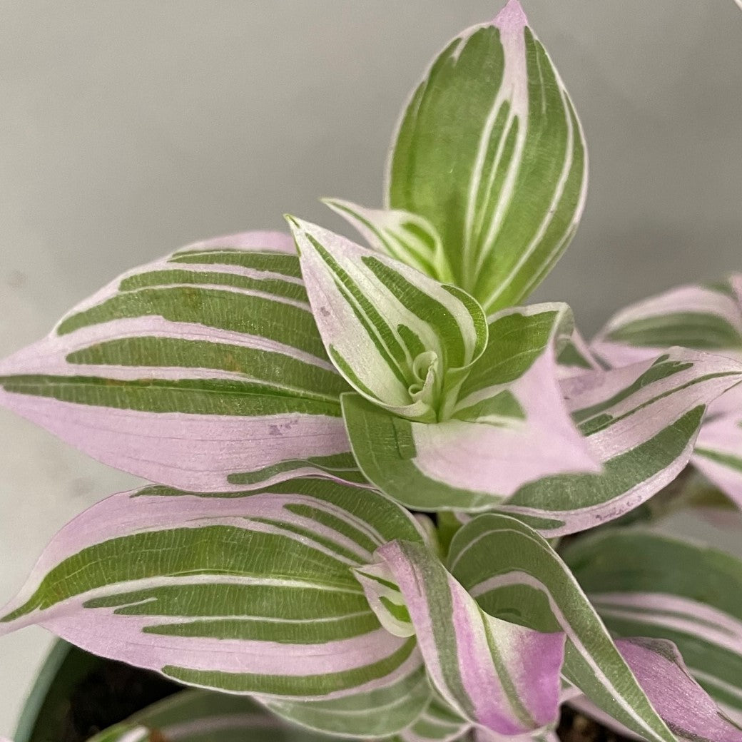 Tradescantia Lollipop 4" Pot