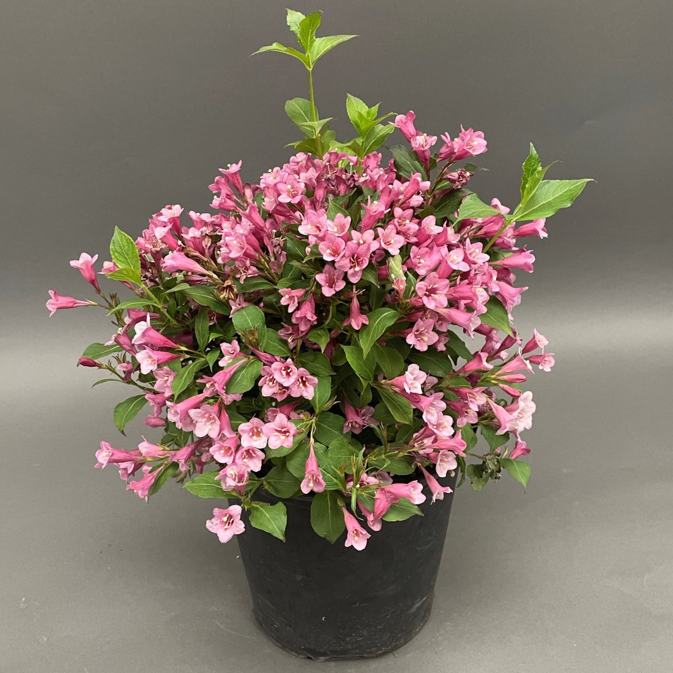 Weigela 'Minuet'