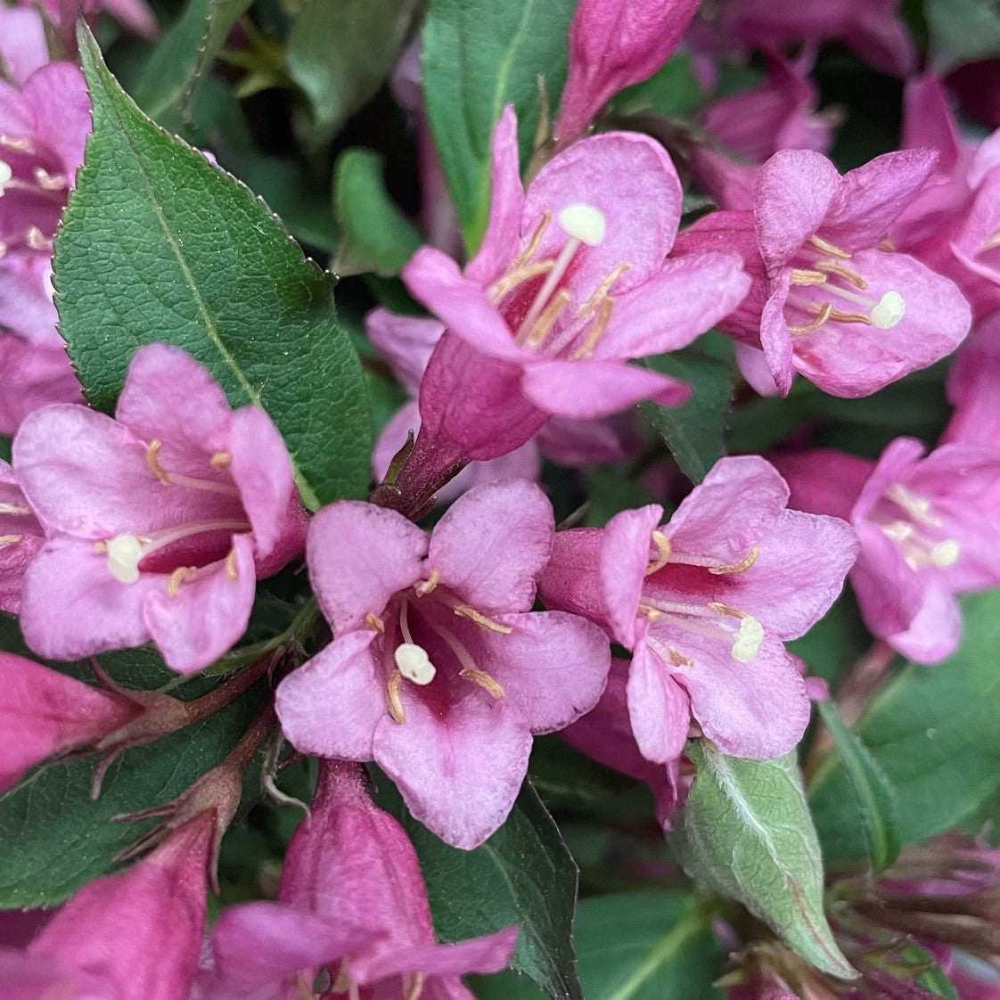 Weigela 'Minuet'