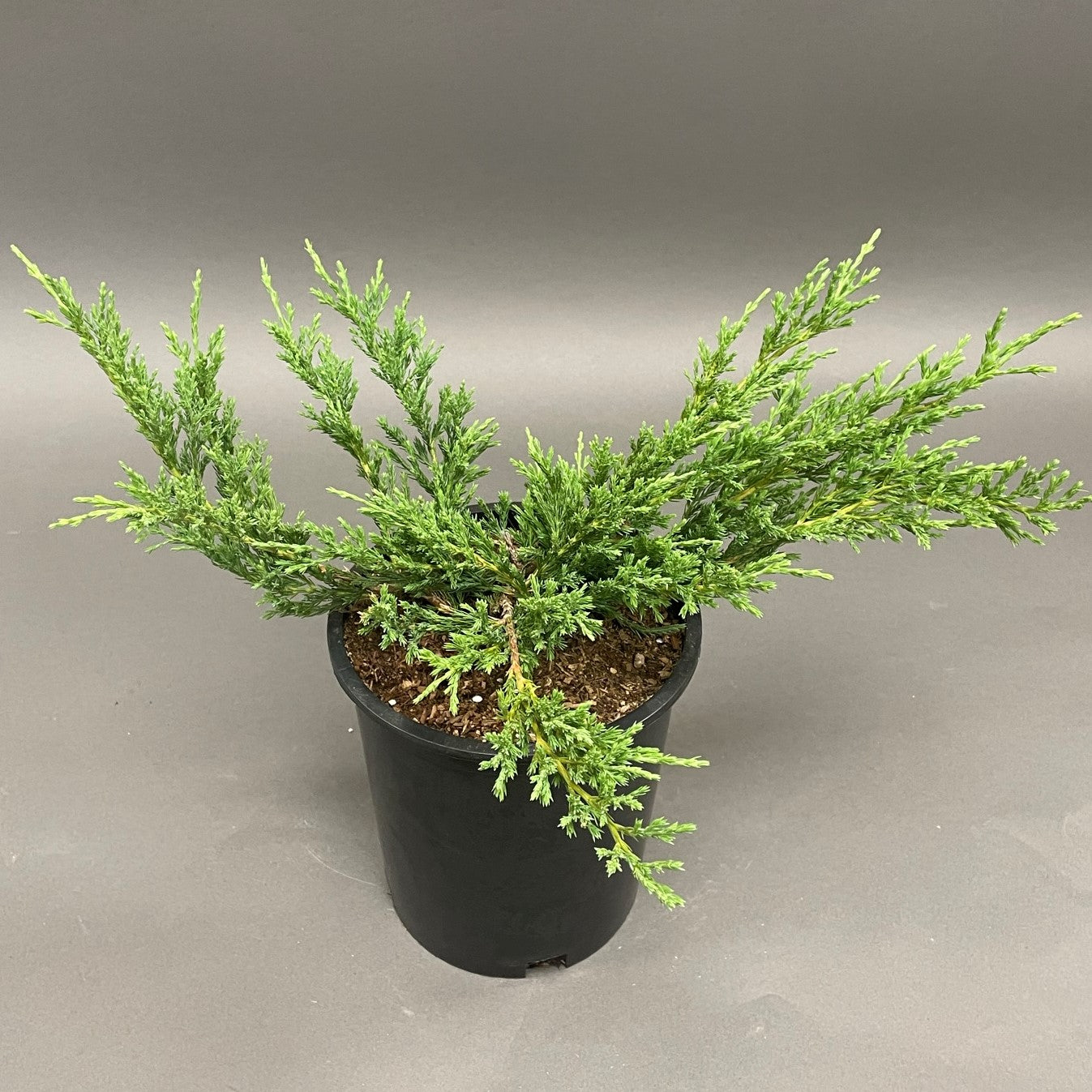 Juniper 'Youngstown'