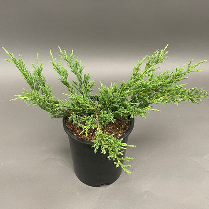 Juniper 'Youngstown'