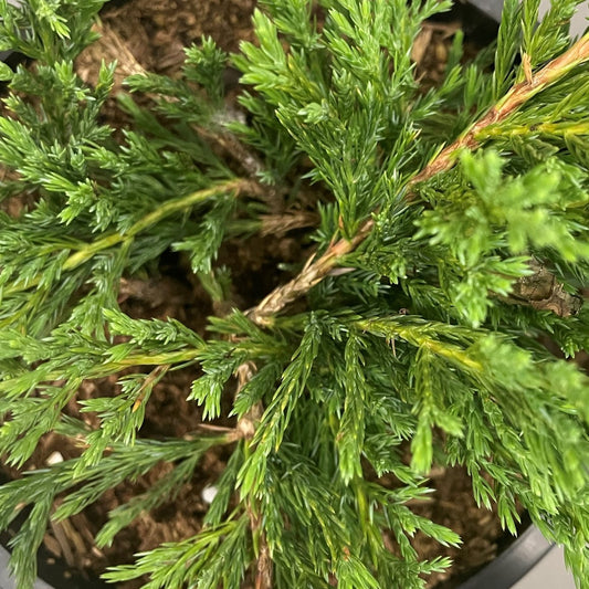 Juniper 'Youngstown'