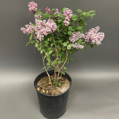 Lilac 'Tinkerbelle®'
