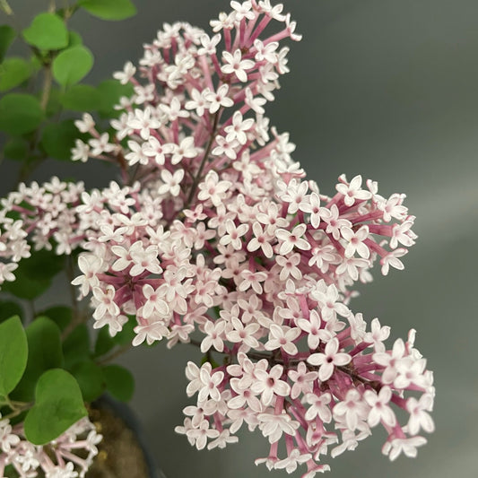 Lilac 'Tinkerbelle®'