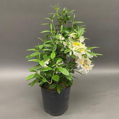 Azalea Northern Hi-Lights 2gal